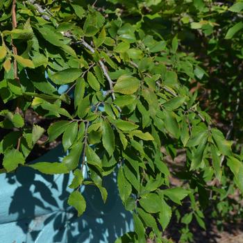 Ulmus alata 'Lace Parasol' (169902)