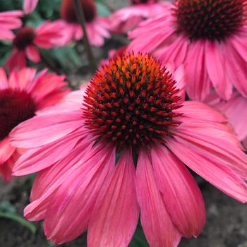 Echinacea Eye-Catcher™ 'Coral Craze' (169983)