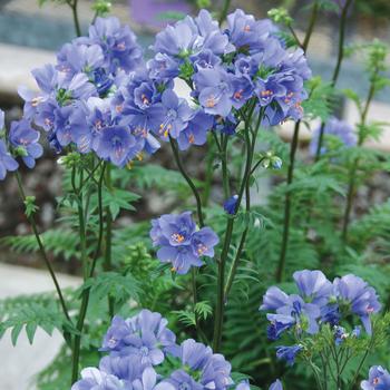 Polemonium viscosum 'Blue Whirl' 