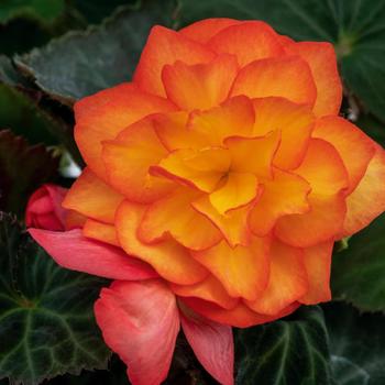 Begonia x tuberhybrida Nonstop® 'Fire' (170078)