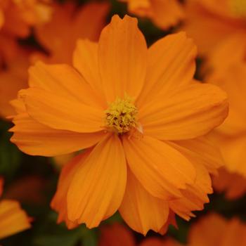 Cosmos sulphureus 'Mandarin' (170093)