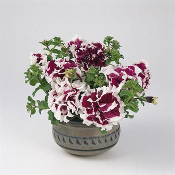 Petunia 'Pirouette Purple' (170109)