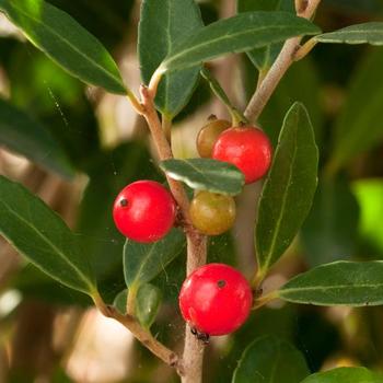 Ilex vomitoria 'Scarlet's Peak' (170158)