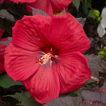 Hibiscus moscheutos Head Over Heels® 'Desire' (170747)