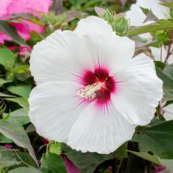 Hibiscus moscheutos Head Over Heels® 'Dream' (170752)