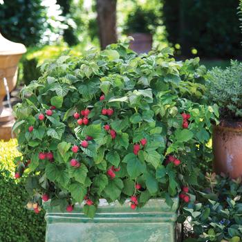 Rubus Bushel and Berry® 'Raspberry Shortcake®' (170772)