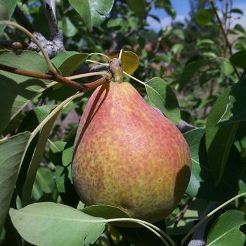 Pyrus communis 'Magness' 