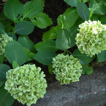 Hydrangea macrophylla 'Lemon Daddy' (170851)