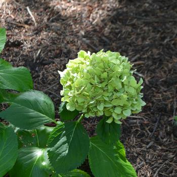 Hydrangea macrophylla 'Lemon Daddy' (170856)