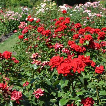 Rosa 'Crimson Bouquet' (170866)