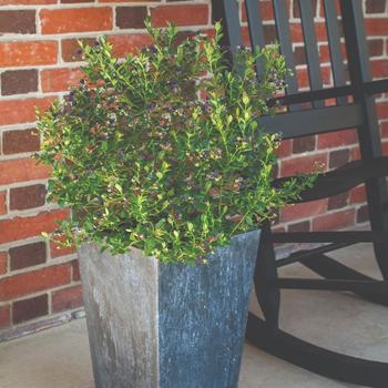 Vaccinium Bushel and Berry® 'Blueberry Buckle®' (170899)