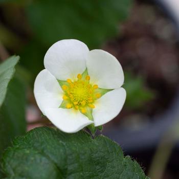 Fragaria x ananassa Bushel and Berry® 'Snowy Belle™' (170912)