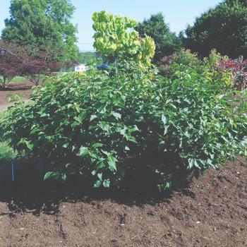 Syringa vulgaris 'New Age Lavender' (170928)