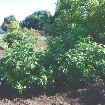 Syringa vulgaris 'New Age White' (170933)