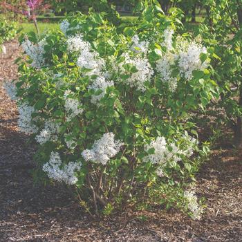 Syringa vulgaris 'New Age White' (170936)