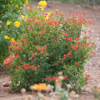 Tecoma 'Red Hot' (170941)