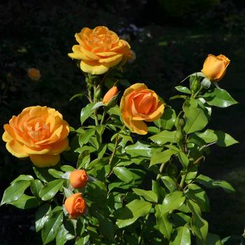 Rosa Sunbelt® 'South Africa®' (171271)