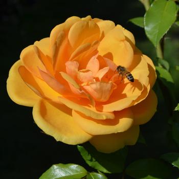 Rosa Sunbelt® 'South Africa®' (171272)