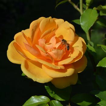 Rosa Sunbelt® 'South Africa®' (171273)