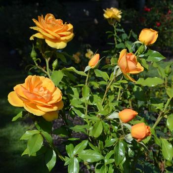 Rosa Sunbelt® 'South Africa®' (171274)