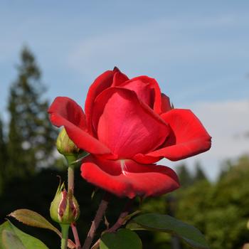 Rosa 'Liebeszauber®' (171280)