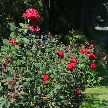 Rosa 'Liebeszauber®' (171281)