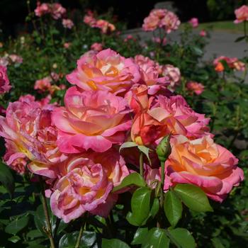 Rosa 'Broadway' (171282)