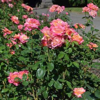 Rosa 'Broadway' (171284)