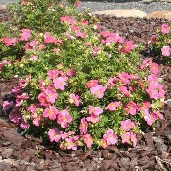 Potentilla fruticosa 'Hachliss' PP27715