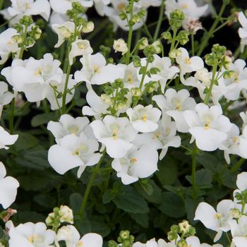 Diascia barberae Piccadilly™ White '' (171968)