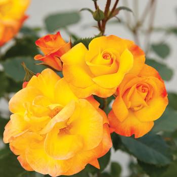 Rosa Veranda® 'Fiesta' (172291)