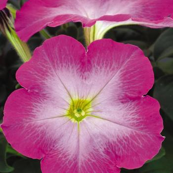 Petunia Madness® 'Lavender Glow' (172435)