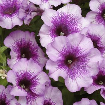 Petunia Madness® 'Plum Crazy Improved' (172464)