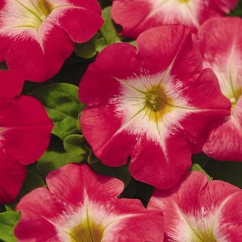 Petunia Madness® 'Red Morn' (172471)