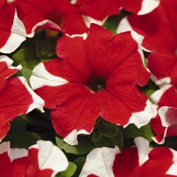 Petunia Madness® 'Red Picotee' (172474)