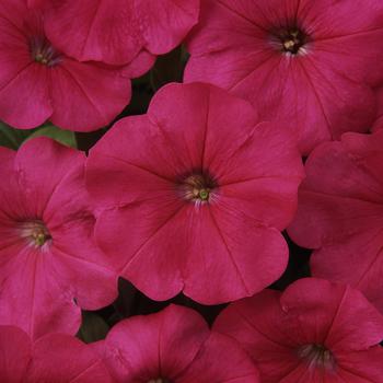 Petunia Madness® 'Rose' (172482)