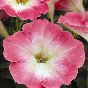 Petunia Madness® 'Salmon Morn' (172489)