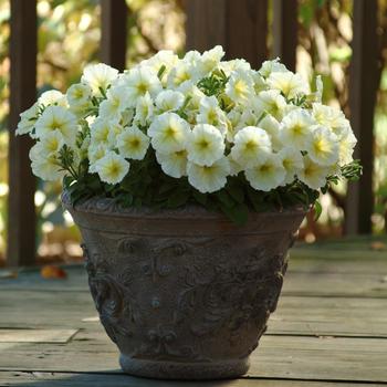 Petunia Madness® 'Yellow Improved' (172507)