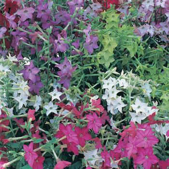 Nicotiana x alata Perfume 'Ball Mix' (173858)