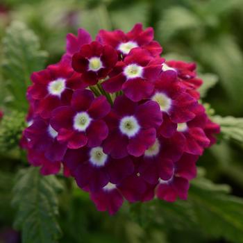 Verbena Quartz XP 'Burgundy Eye' (173884)