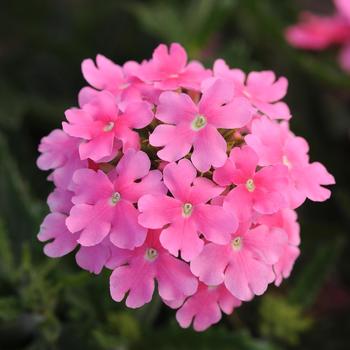 Verbena Quartz XP 'Pink' (173891)