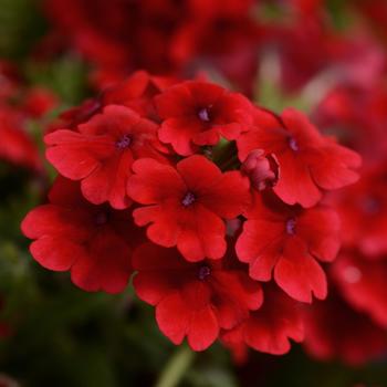 Verbena Quartz XP 'Scarlet' (173901)