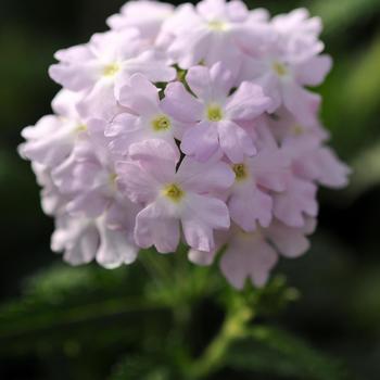 Verbena Quartz XP 'Silver' (173904)