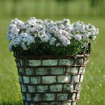 Verbena Quartz XP 'Silver' (173905)