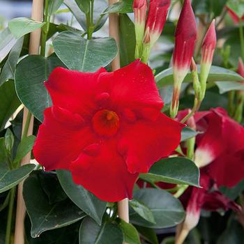 Mandevilla sanderi Magnetica™ 'Dark Red' (174397)