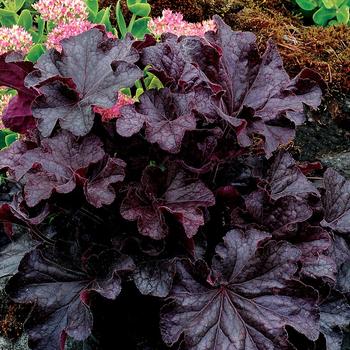 Heuchera Grande™ 'Black' (174743)