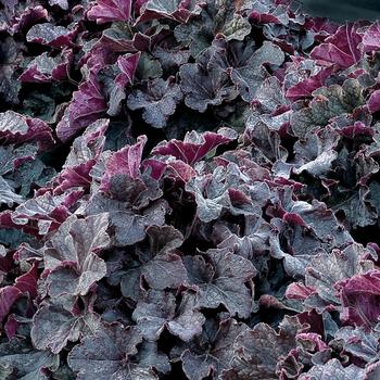 Heuchera Grande™ 'Black' (174744)