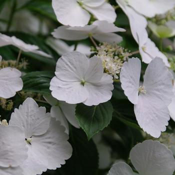 Hydrangea 'Fairytrail Bride™' (174994)