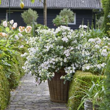 Hydrangea 'USHYDO405' PP31120, CBPRAF