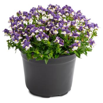 Nemesia Penhow® Cherry™ 'Cherry Blue' (175950)